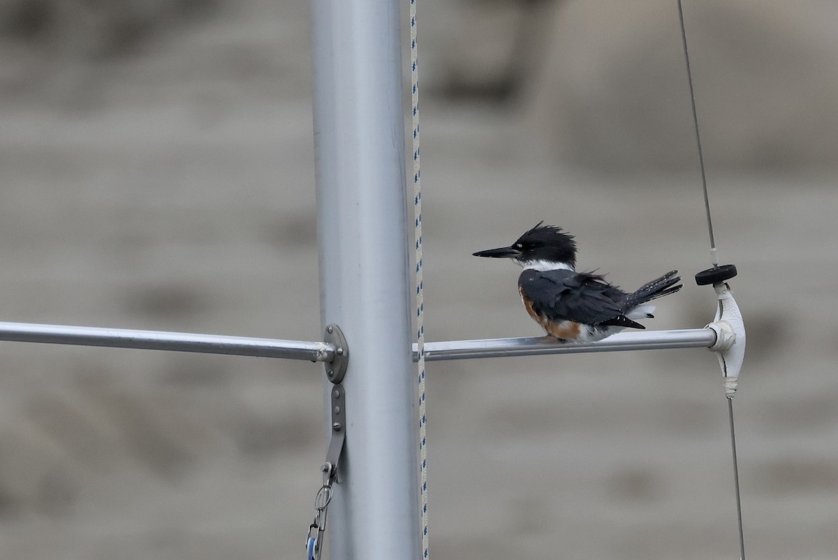 Belted Kingfisher - ML611280053