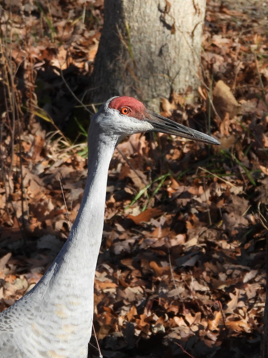 Sandhill Crane - ML611280186