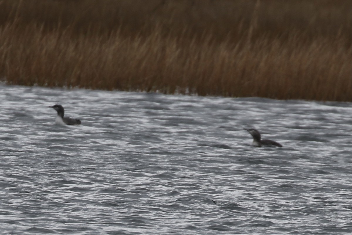 Red-throated Loon - ML611280283