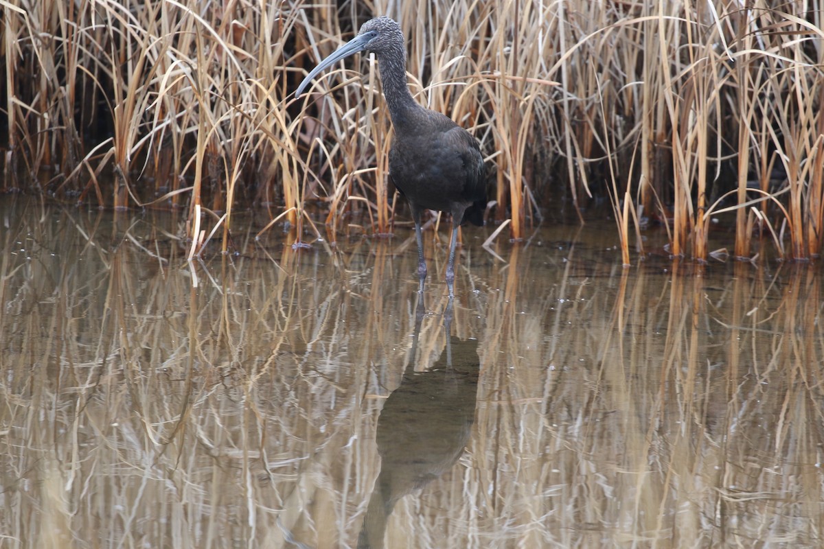 Glossy Ibis - ML611280323