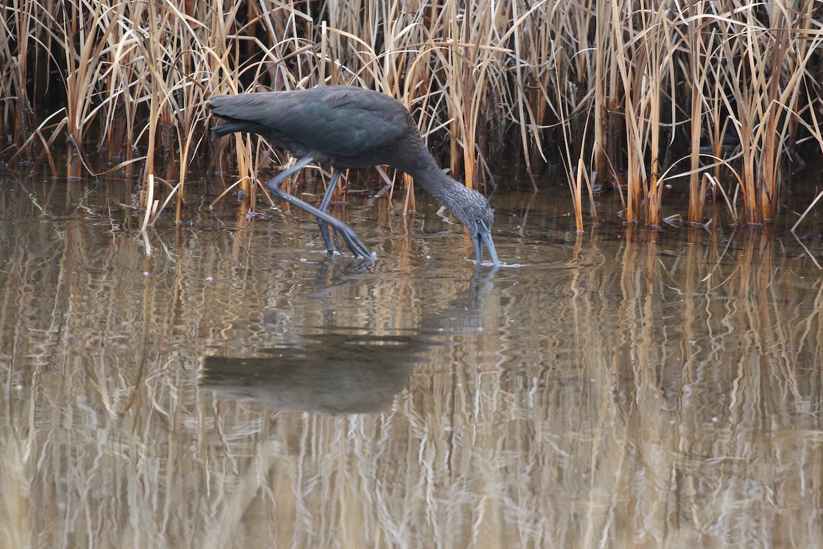 Glossy Ibis - ML611280324