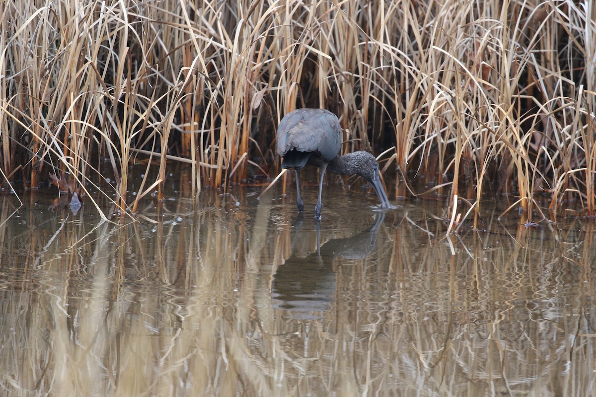 Glossy Ibis - ML611280326