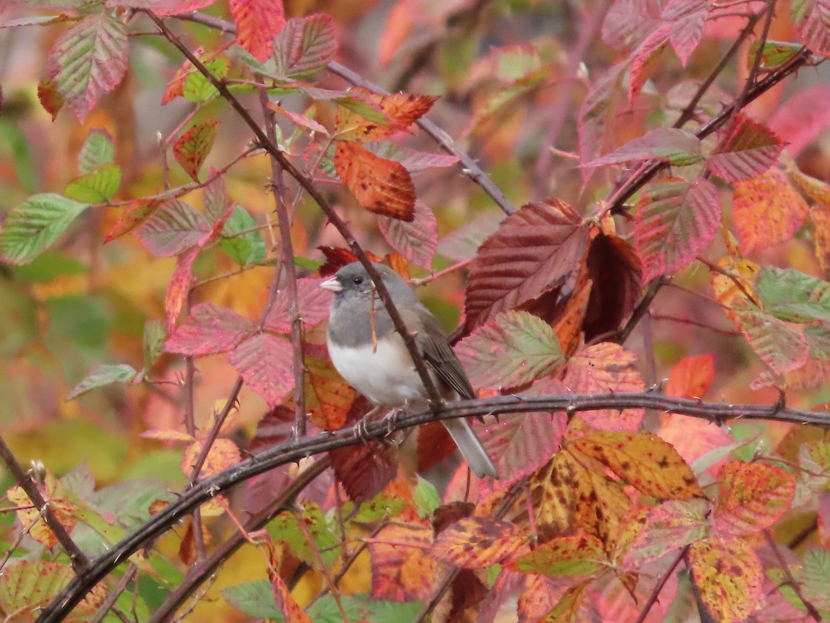 Junco Ojioscuro - ML611280330