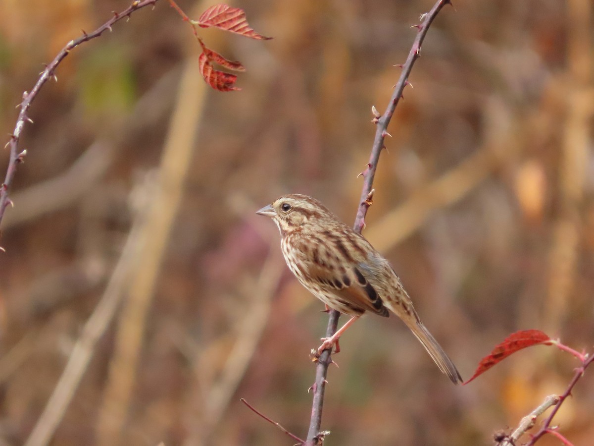 Song Sparrow - Michelle Browning