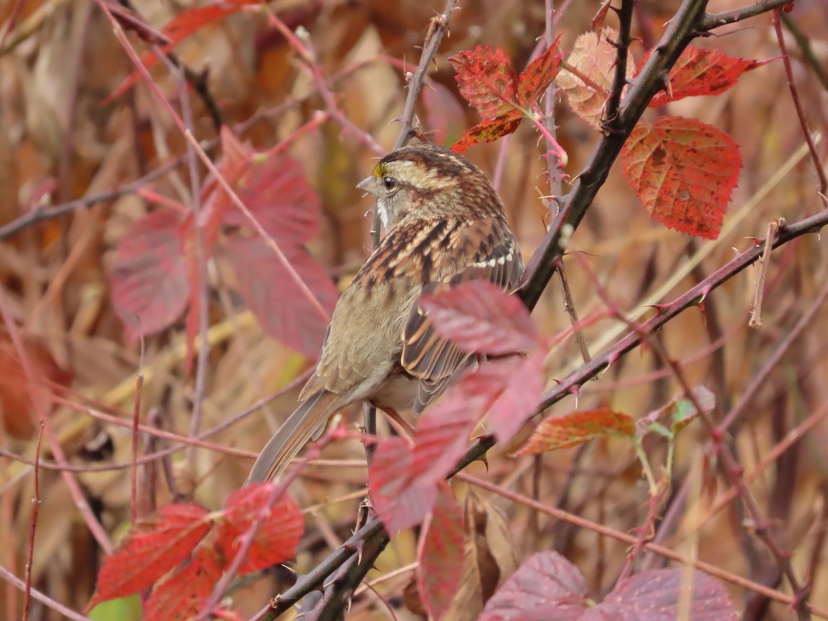 White-throated Sparrow - ML611280357