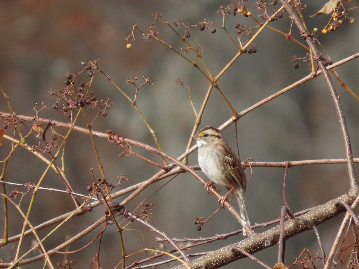 White-throated Sparrow - ML611280359