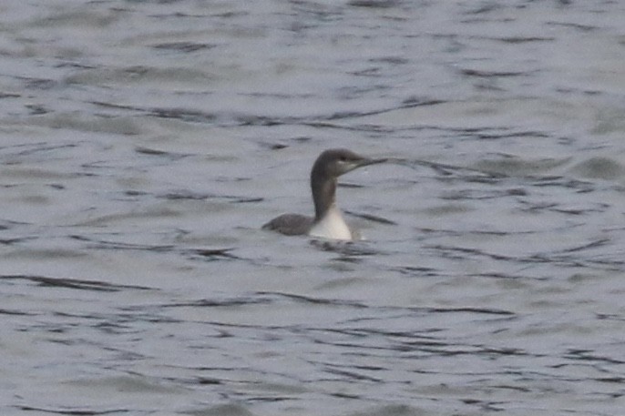 Red-throated Loon - ML611280364