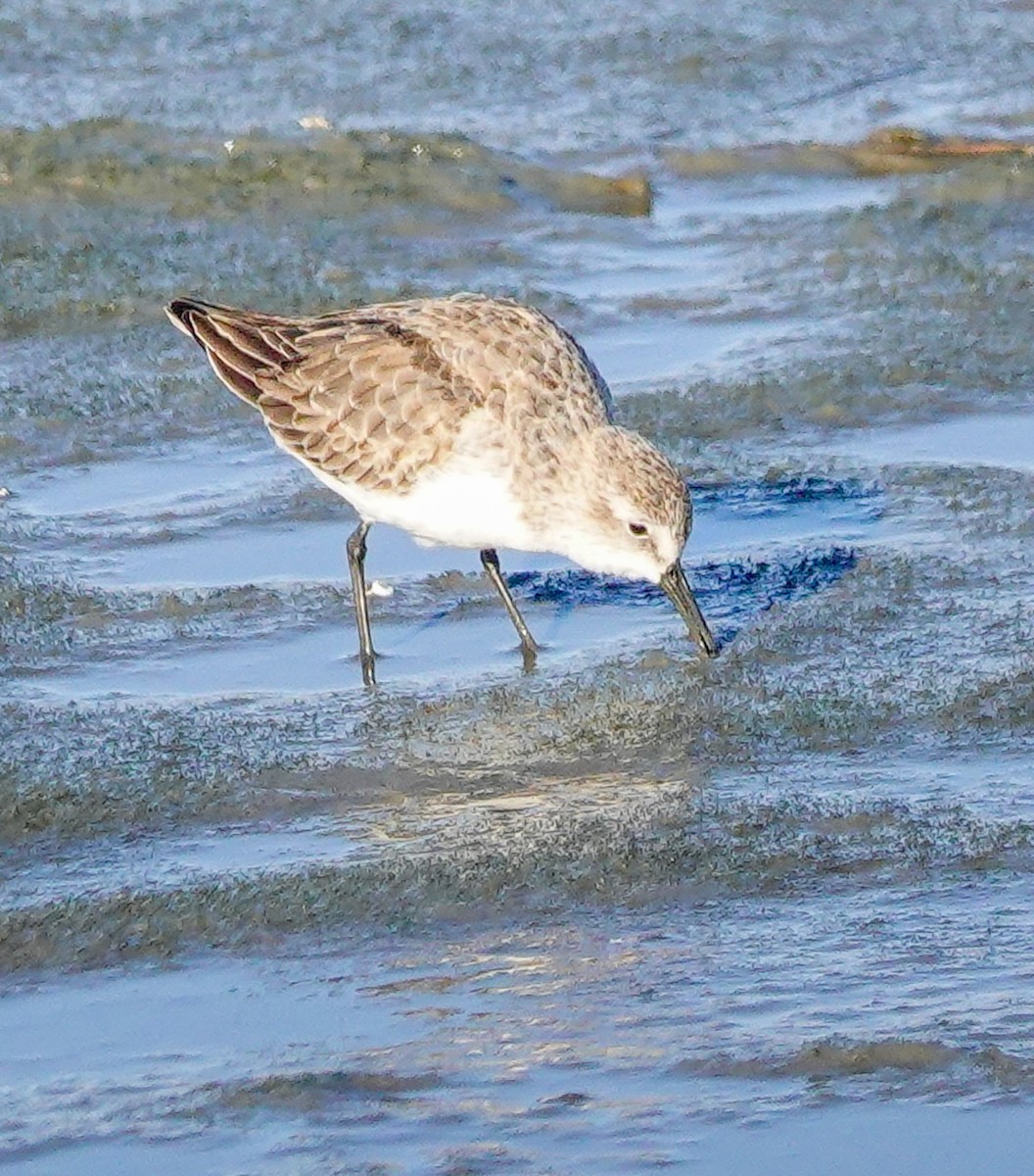 Western Sandpiper - ML611280370