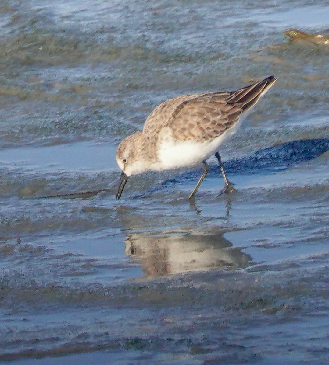 Western Sandpiper - ML611280371