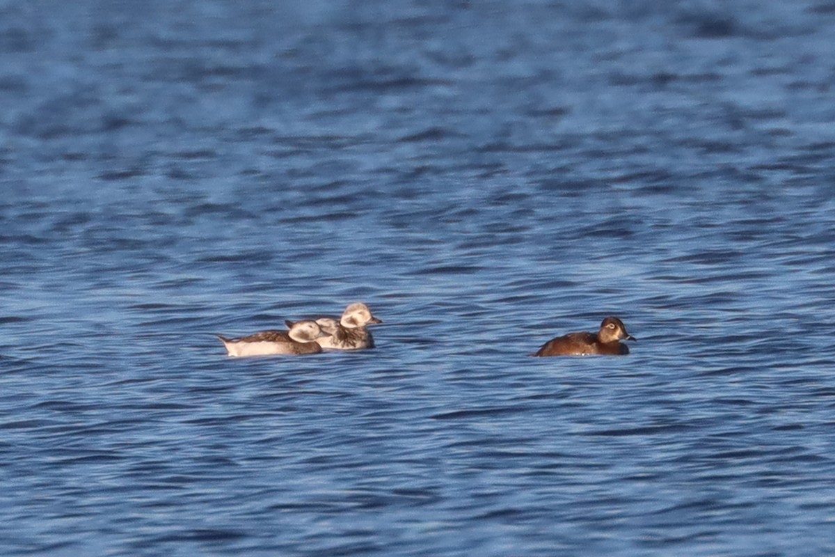 Long-tailed Duck - ML611280431