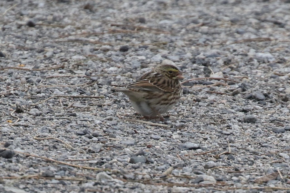 Savannah Sparrow - ML611280459