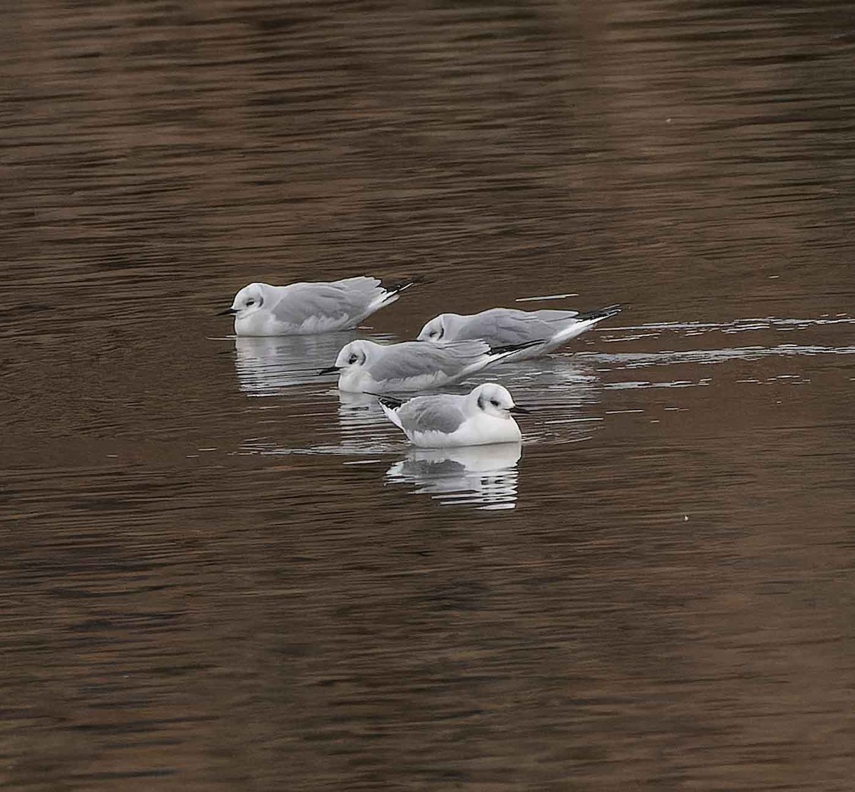 Bonaparte's Gull - ML611280544