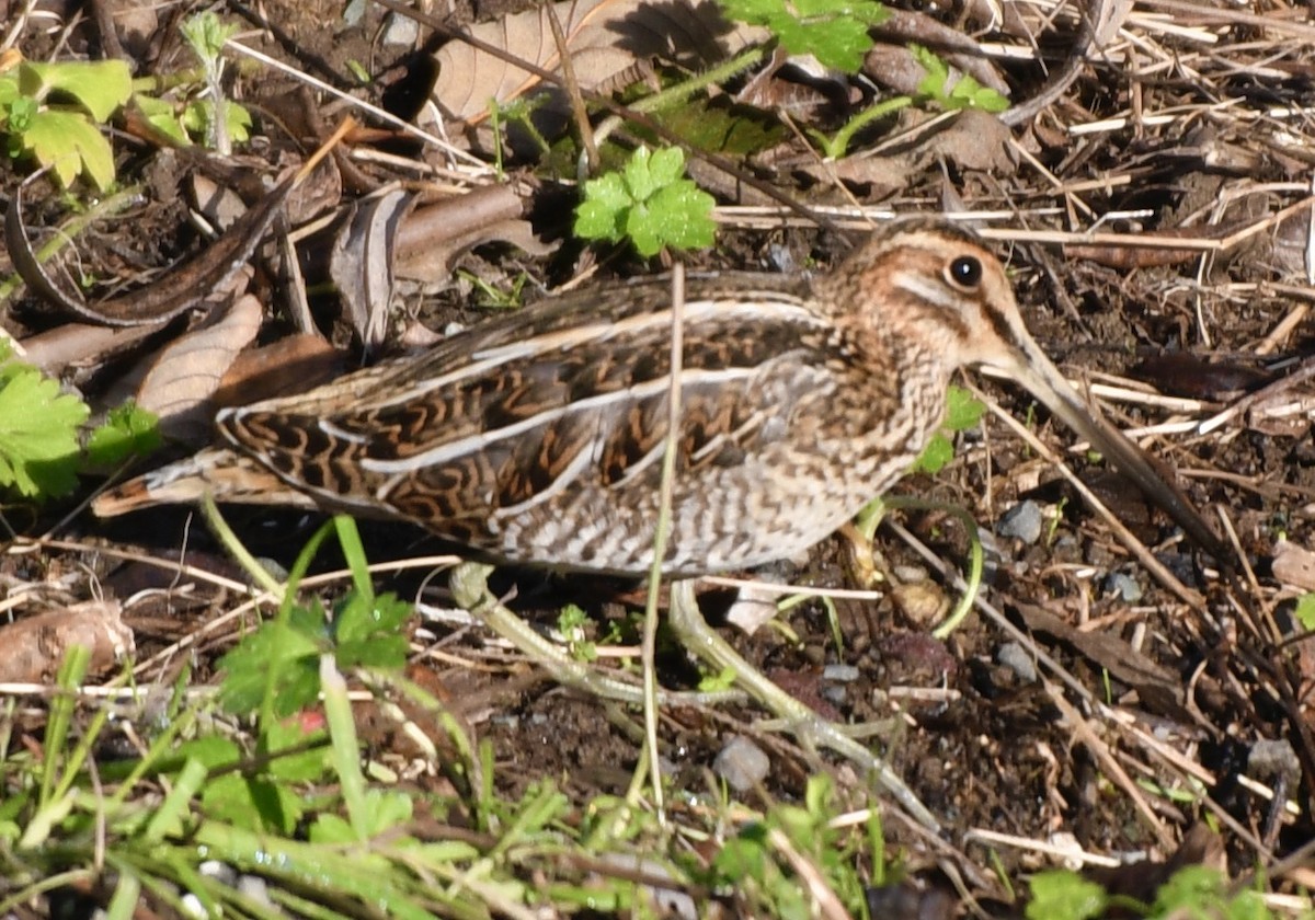 Bécassine de Wilson - ML611280630