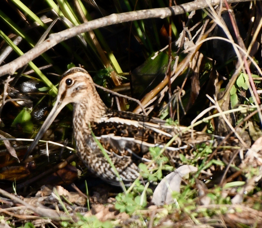 Bécassine de Wilson - ML611280631