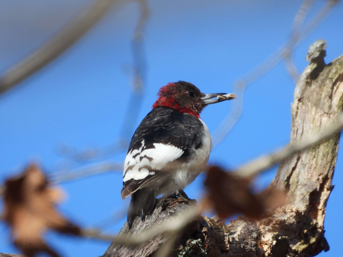 Red-headed Woodpecker - ML611280665