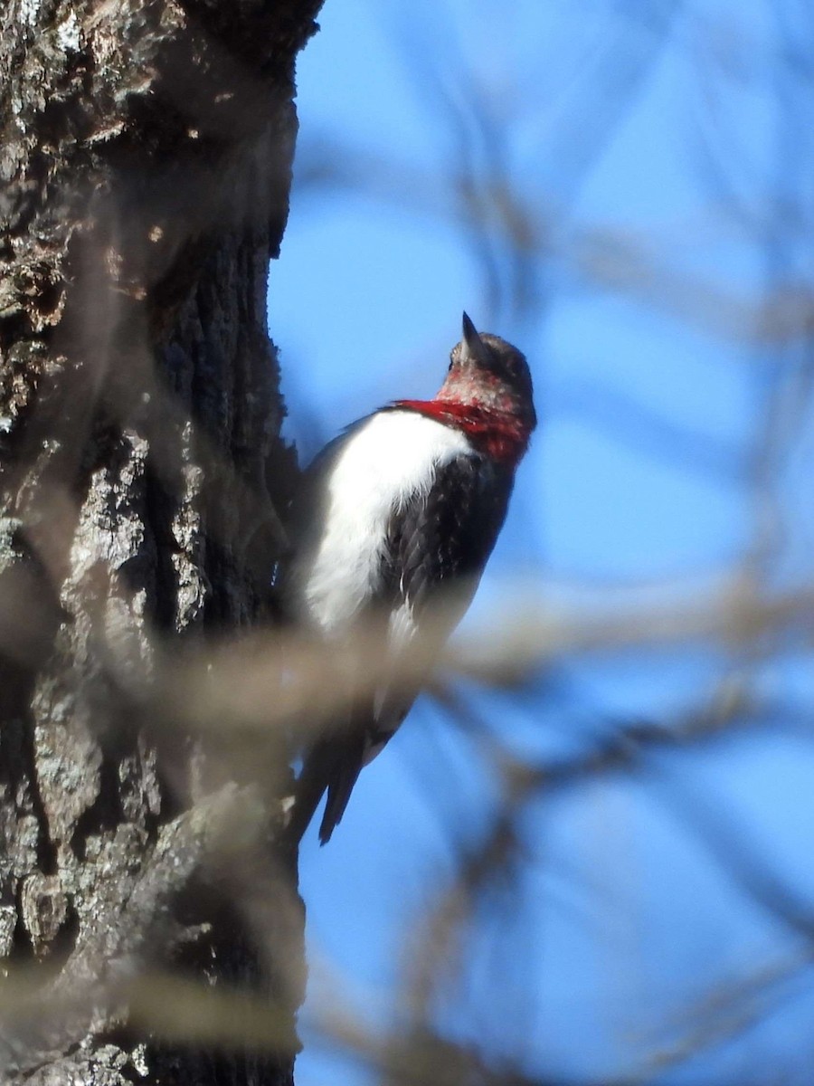 Red-headed Woodpecker - ML611280669