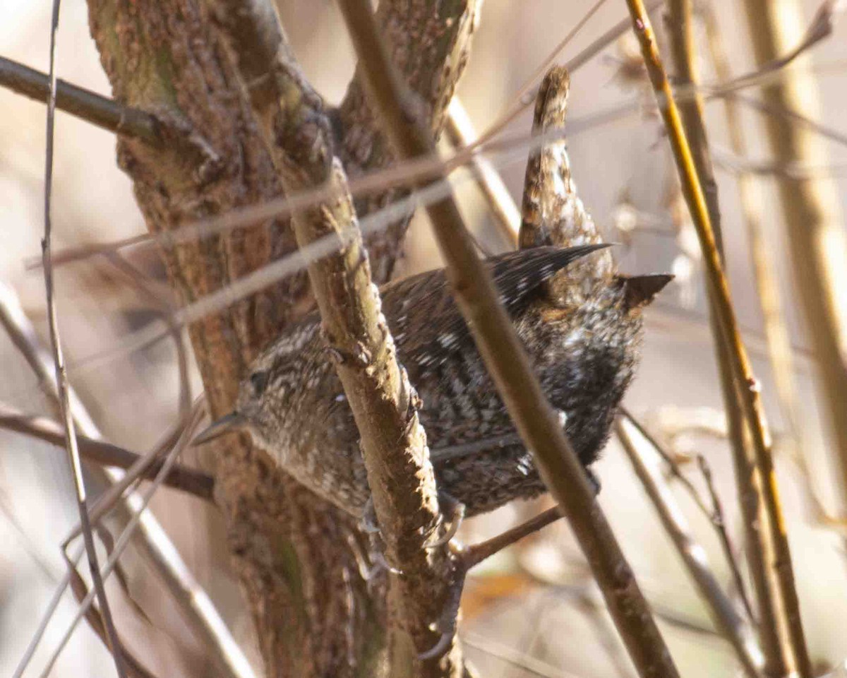 Winter Wren - ML611280692