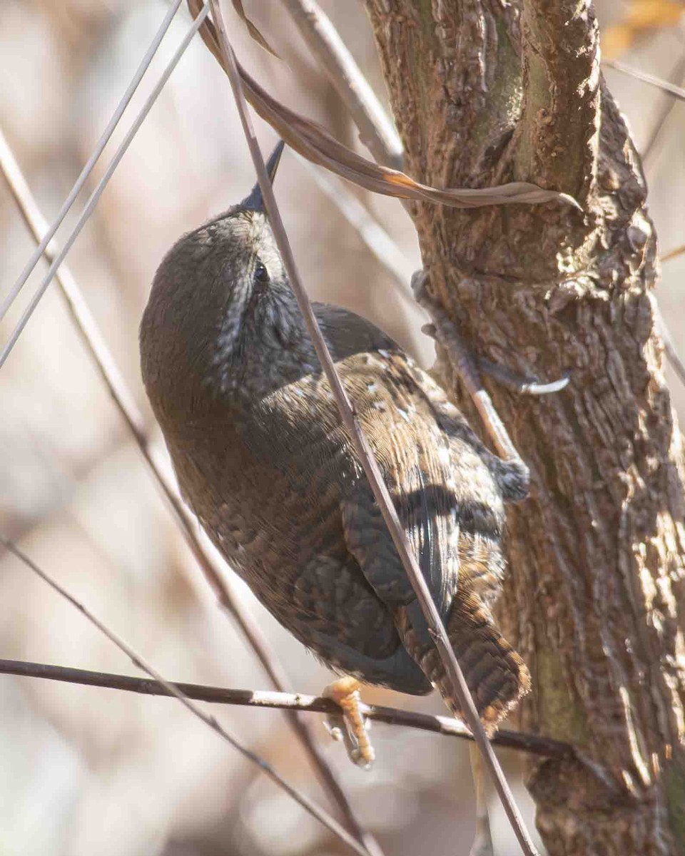 Winter Wren - ML611280693