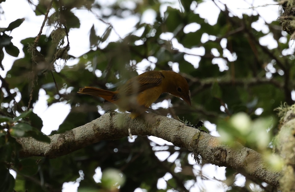 Summer Tanager - ML611280716