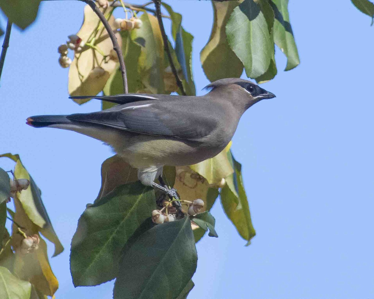 Cedar Waxwing - ML611280772