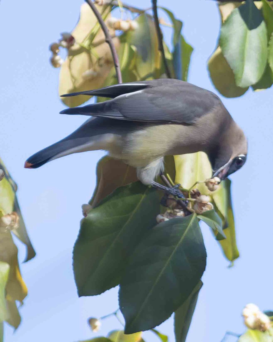 Cedar Waxwing - ML611280773