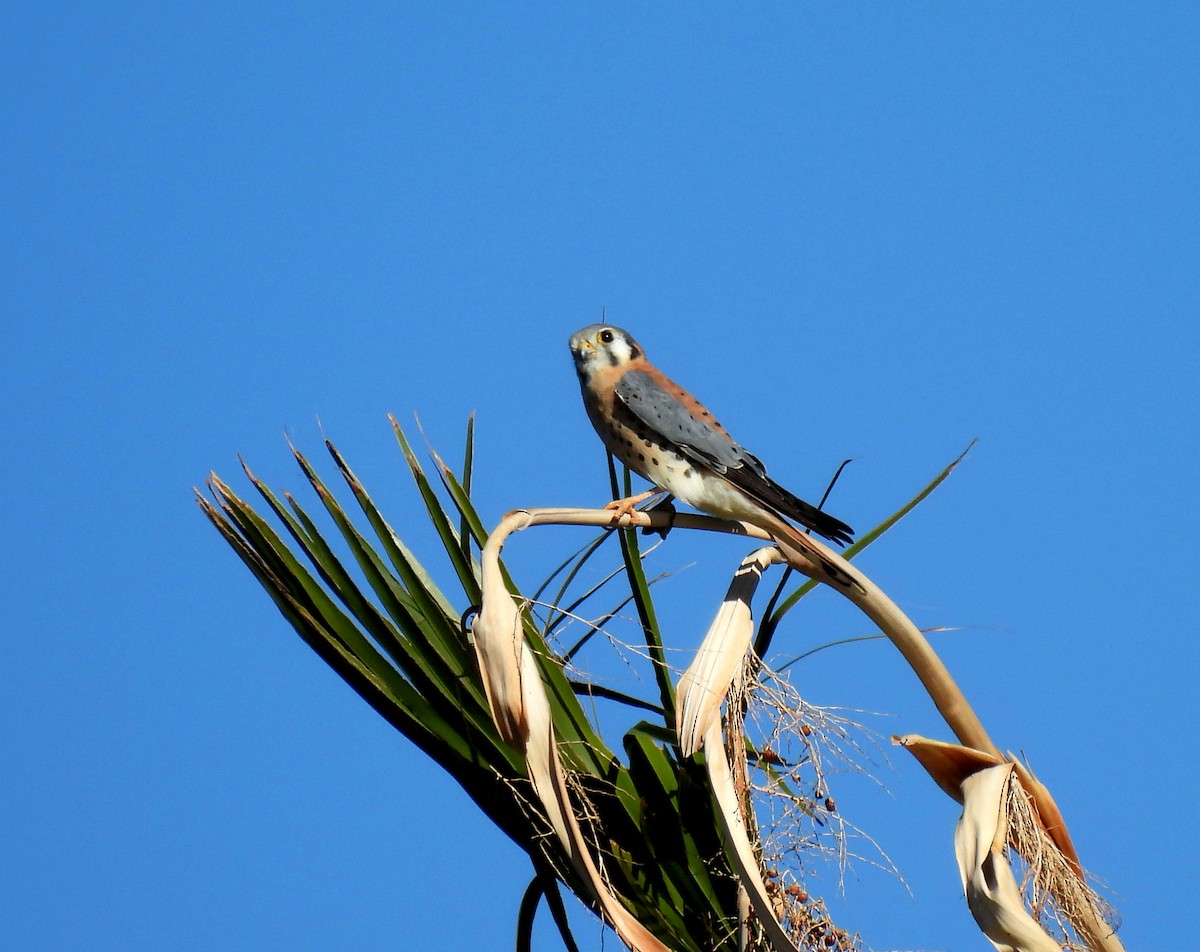 American Kestrel - ML611280798