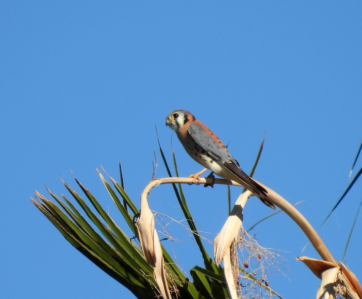 American Kestrel - ML611280799