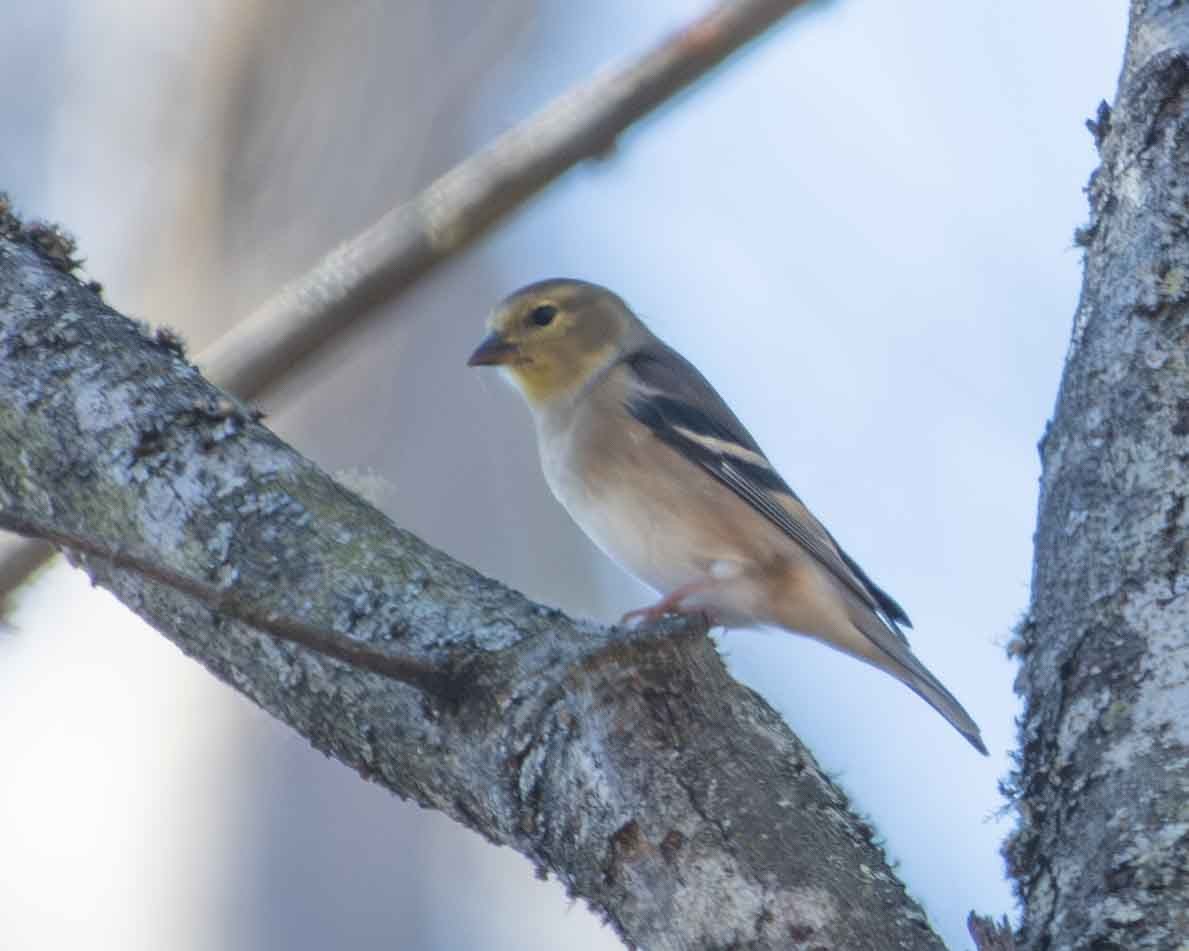 American Goldfinch - ML611280810