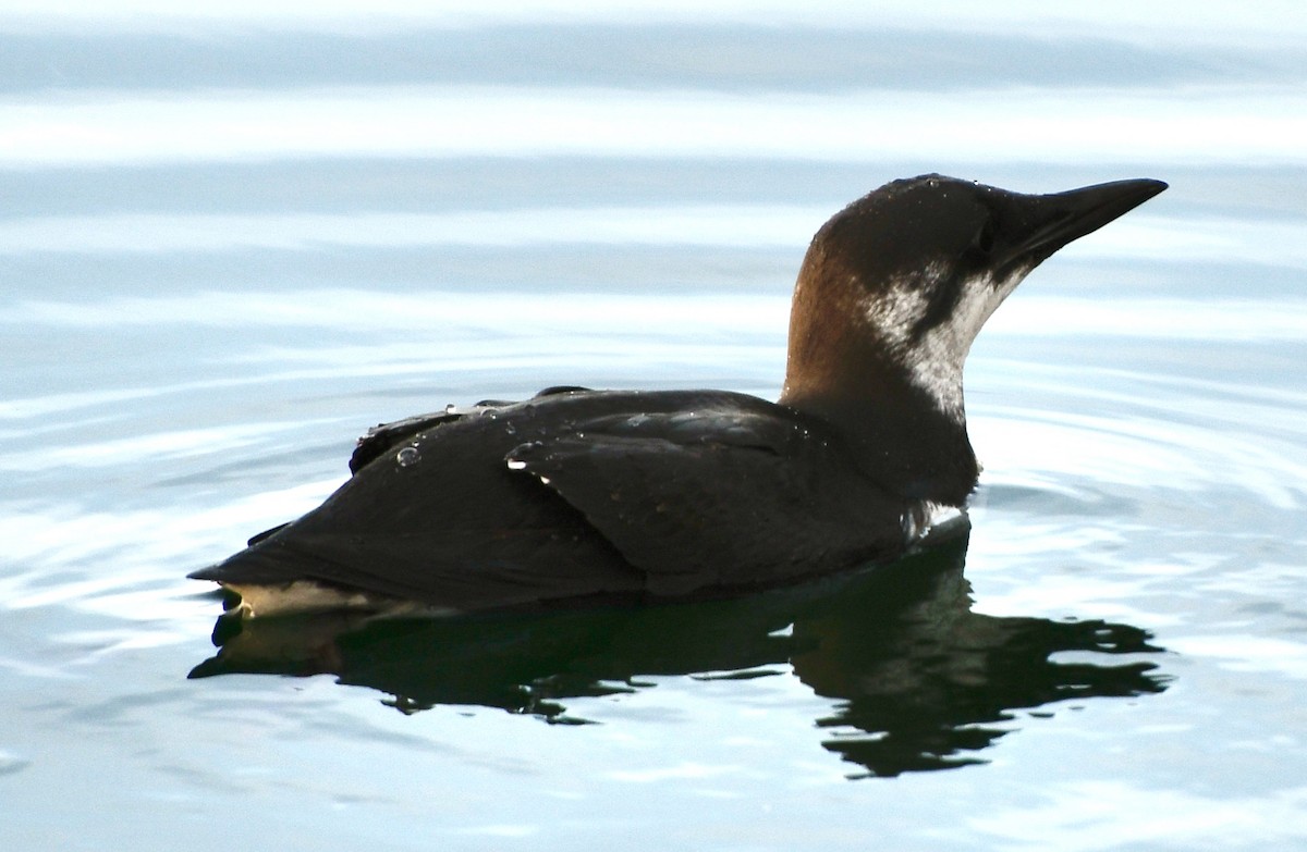 Guillemot marmette - ML611280840