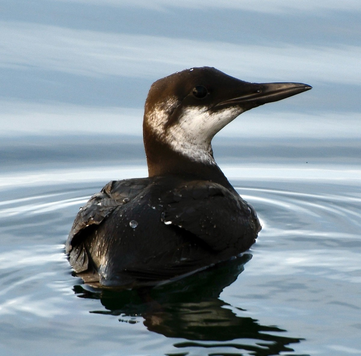 Common Murre - ML611280841