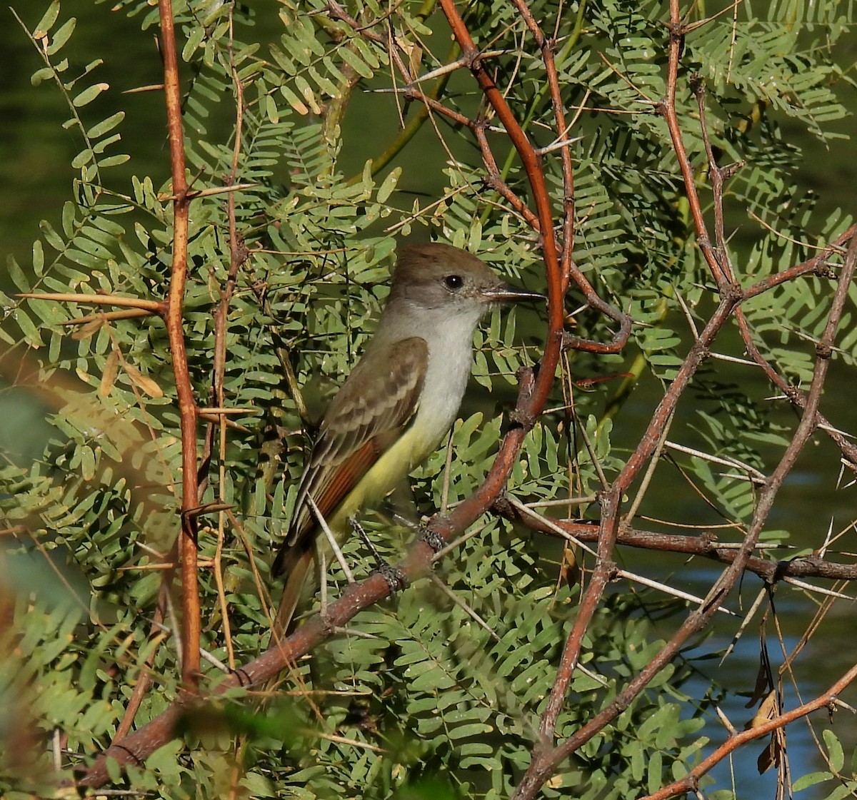 Ash-throated Flycatcher - Mary Tannehill