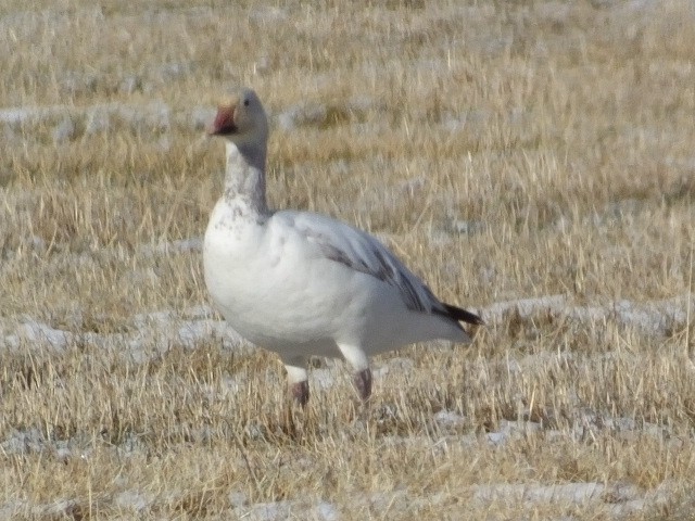 Snow Goose - ML611280863