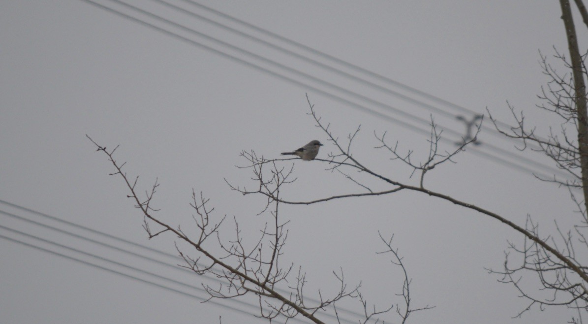 Northern Shrike - ML611280864