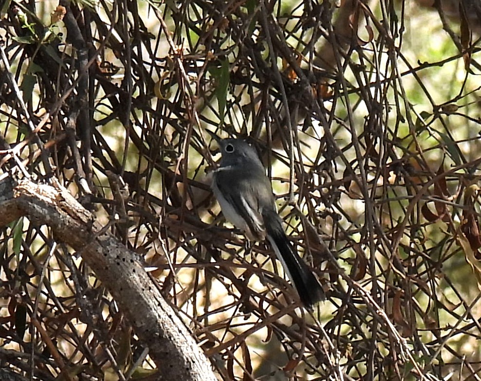 Blue-gray Gnatcatcher - Mary Tannehill