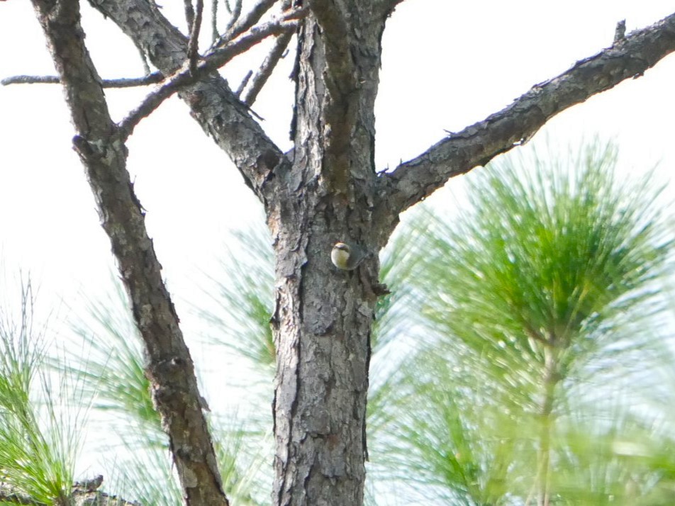 Brown-headed Nuthatch - ML611280895