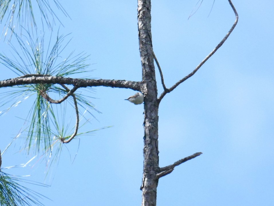 Brown-headed Nuthatch - ML611280896