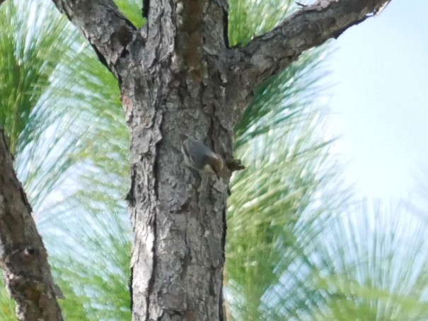 Brown-headed Nuthatch - ML611280898