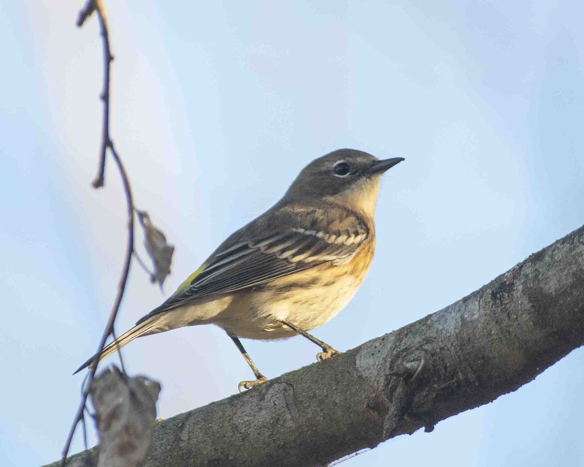 Yellow-rumped Warbler - ML611280899