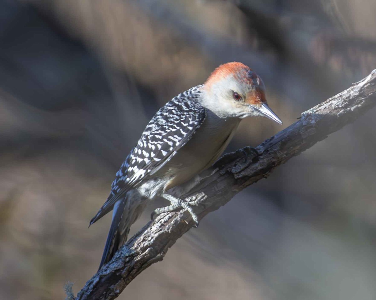 Red-bellied Woodpecker - ML611280915