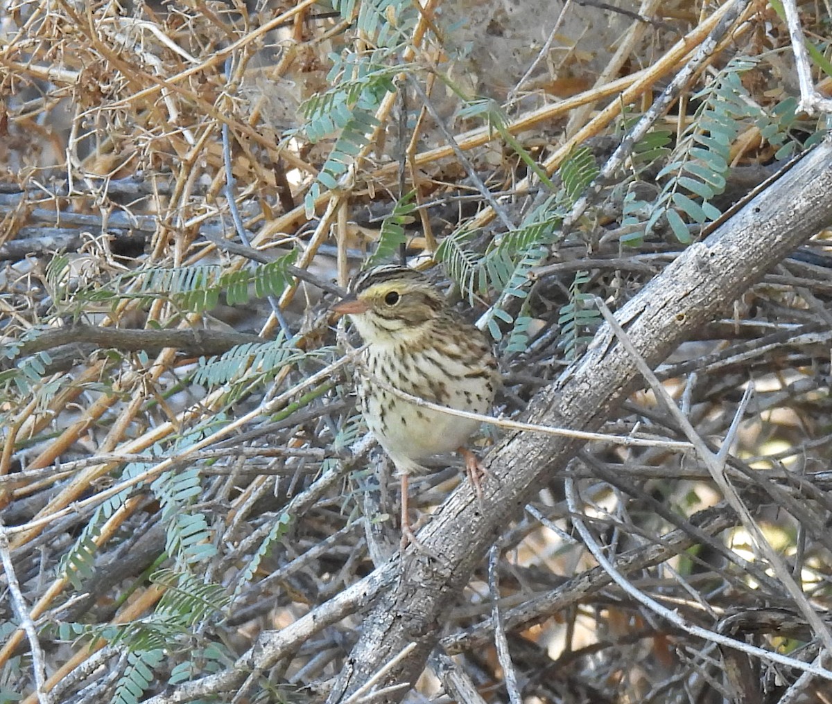 Savannah Sparrow - Mary Tannehill