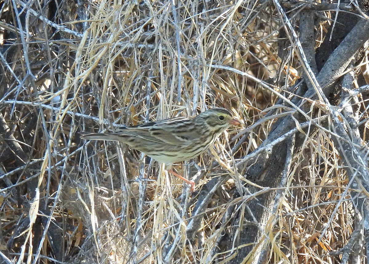 Savannah Sparrow - Mary Tannehill