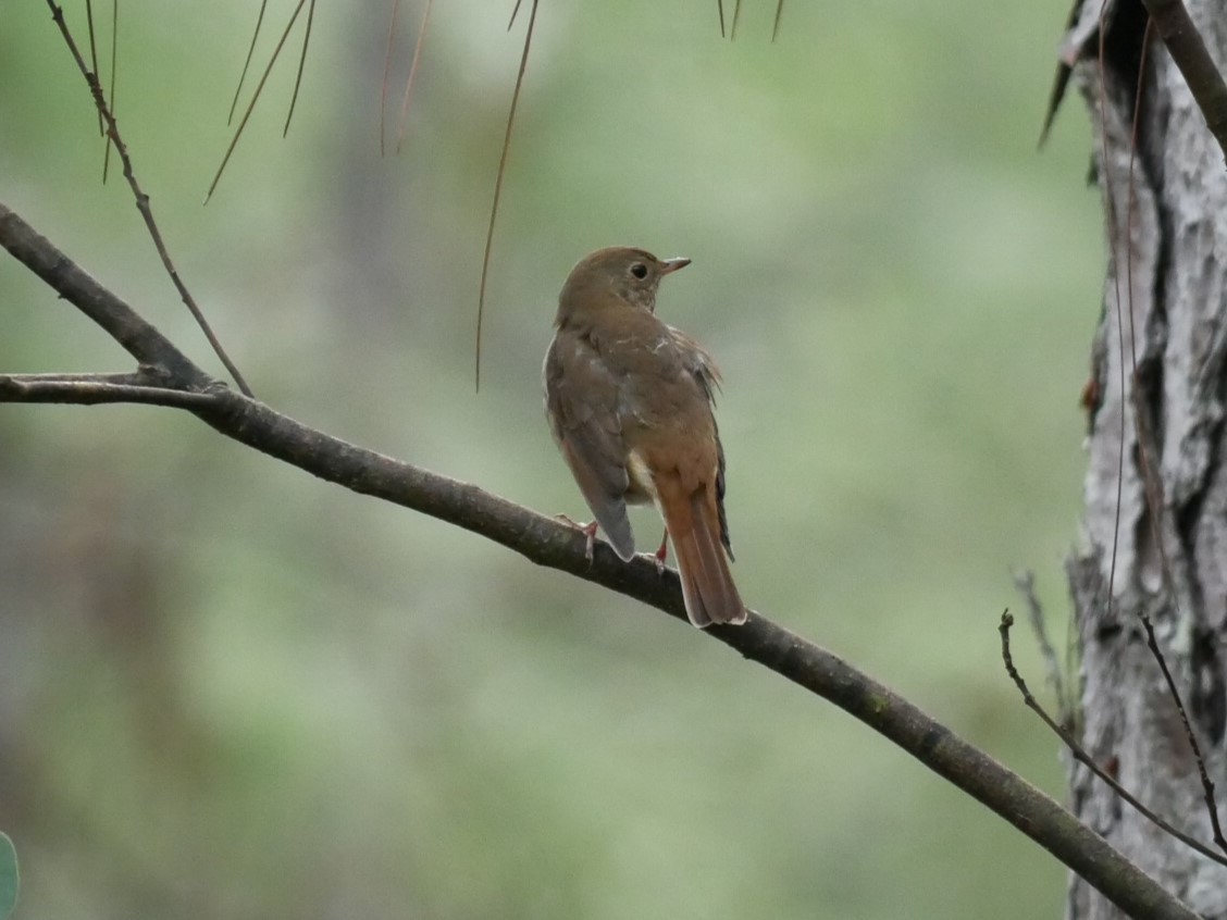 Hermit Thrush - ML611280923