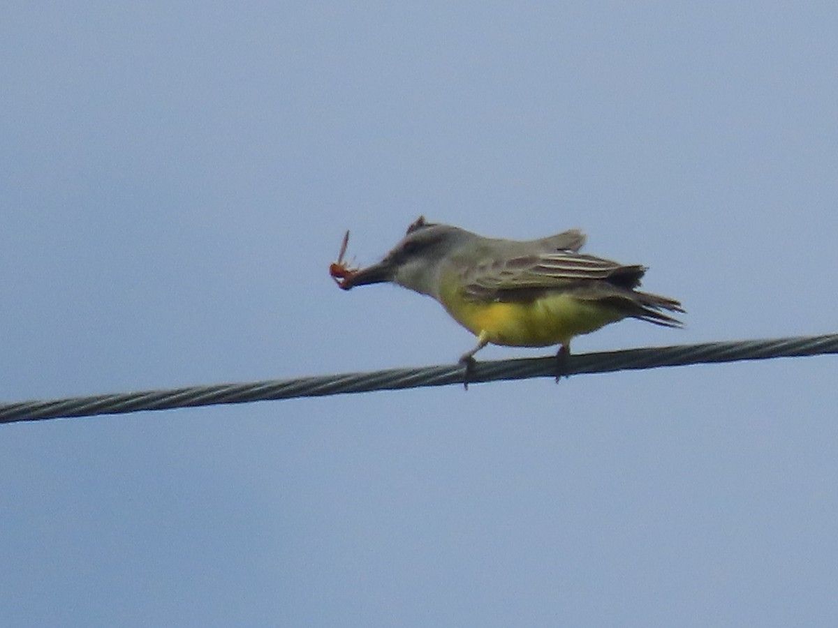 Tropical Kingbird - ML611280929