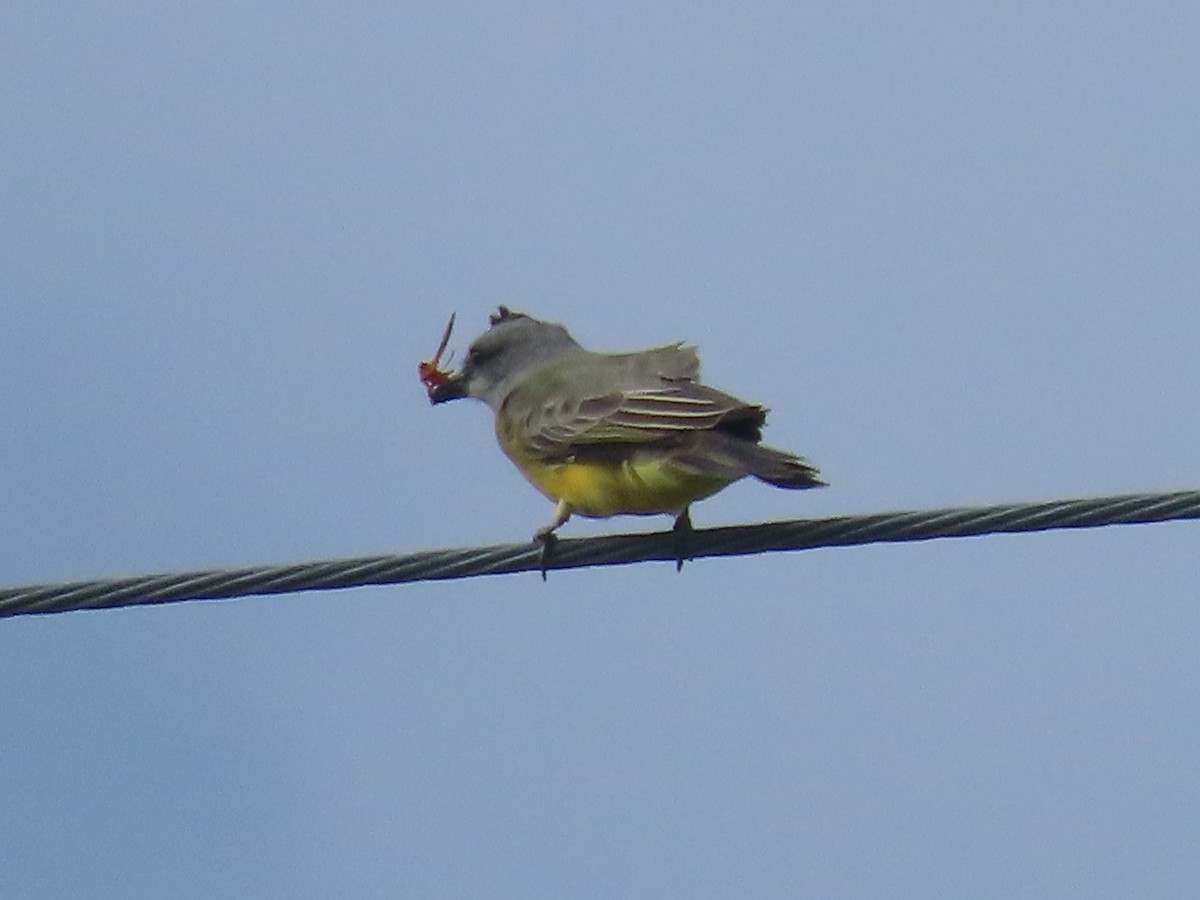 Tropical Kingbird - Green Blood