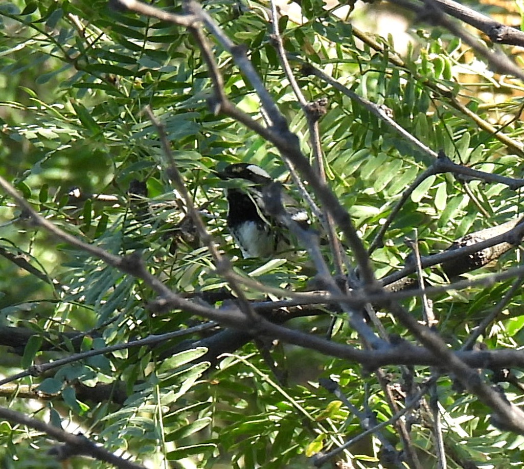 Black-throated Gray Warbler - ML611280937