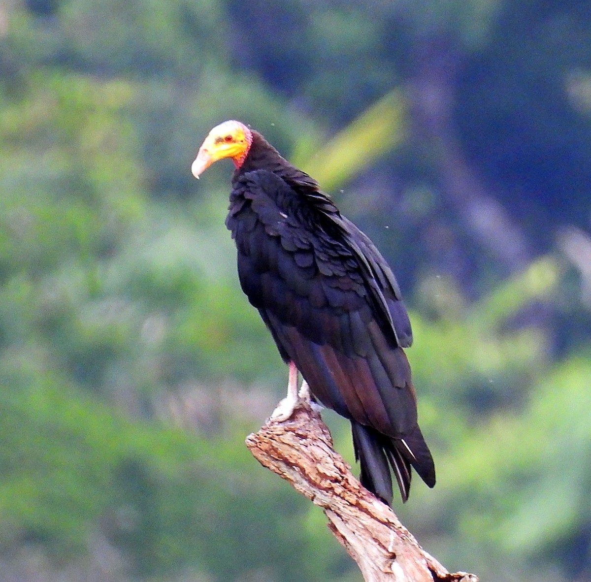 Greater Yellow-headed Vulture - ML611281086