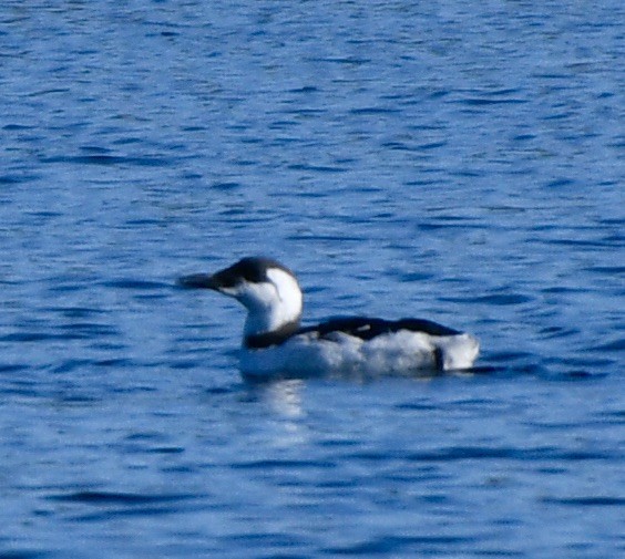 Common Murre - John/Linda Mendoza