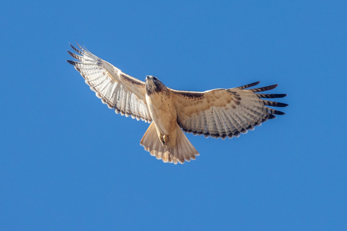 Red-tailed Hawk (fuertesi) - Chris Petrizzo