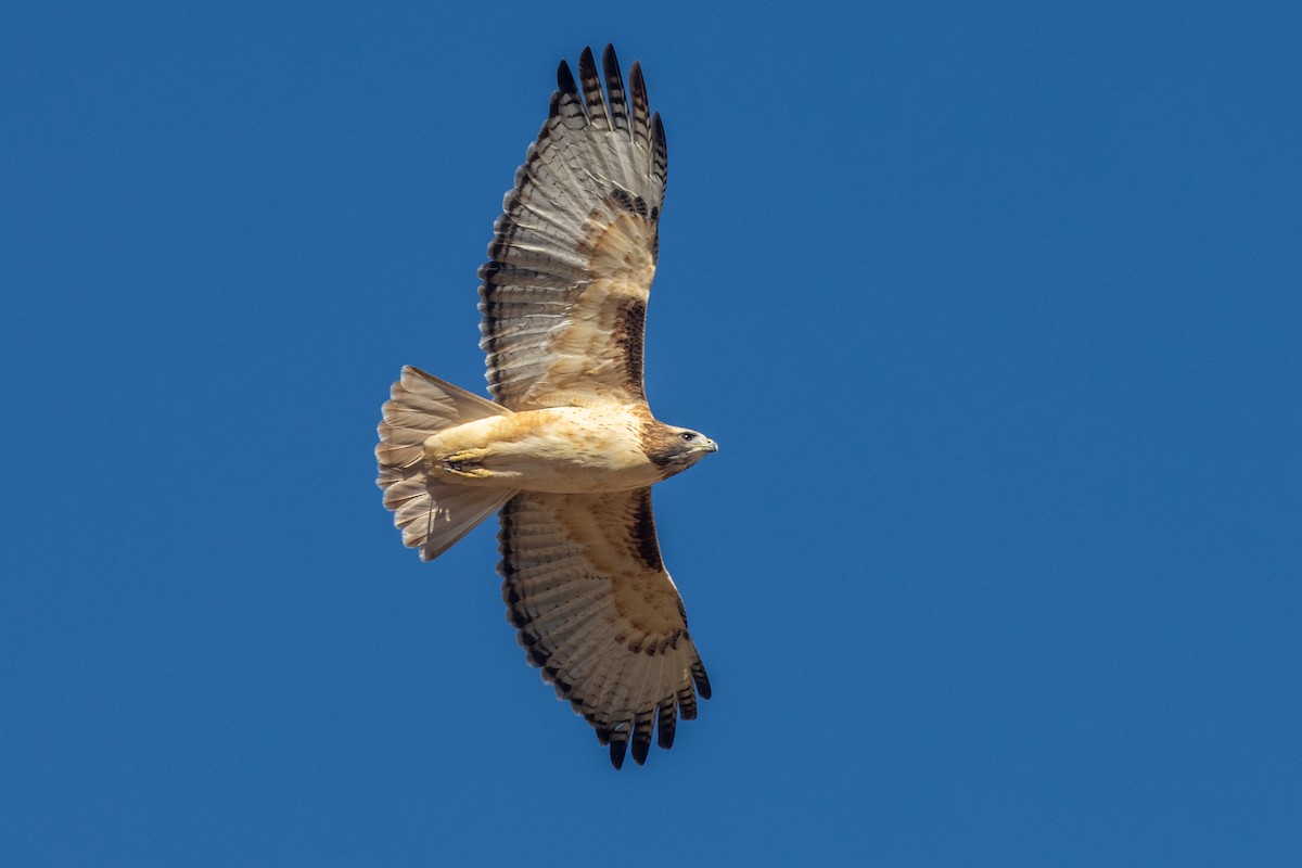 Red-tailed Hawk (fuertesi) - Chris Petrizzo