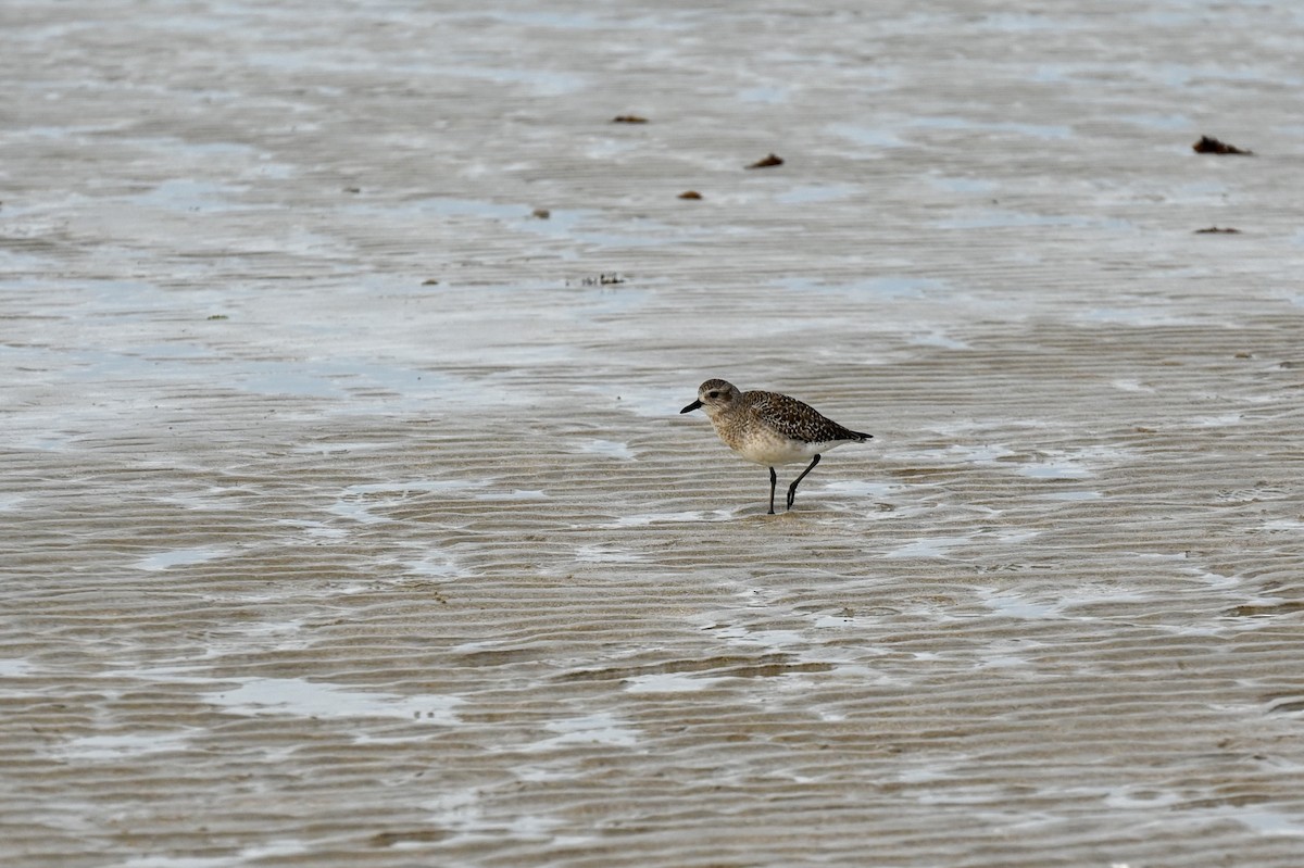 Black-bellied Plover - ML611281218